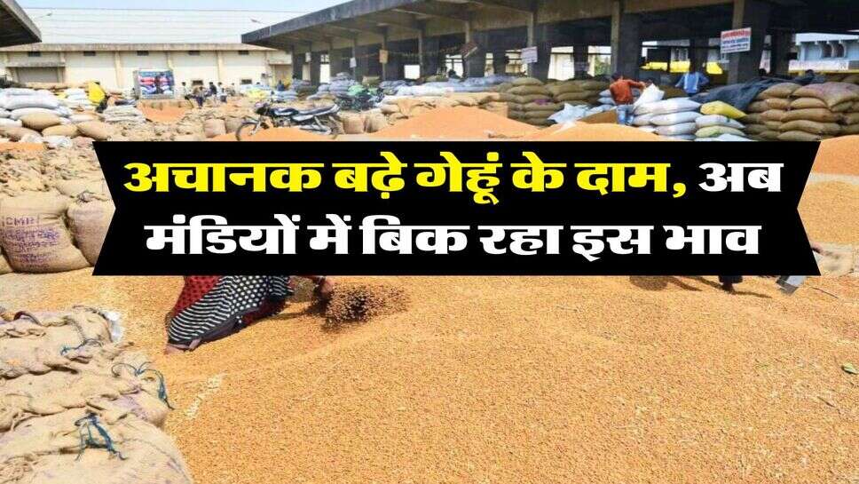 Wheat Rate : अचानक बढ़े गेहूं के दाम, अब मंडियों में बिक रहा इस भाव