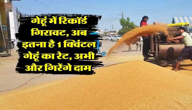 Wheat Rate Down : गेहूं में रिकॉर्ड गिरावट, अब इतना है 1 क्विंटल गेहूं का रेट, अभी और गिरेंगे दाम 
