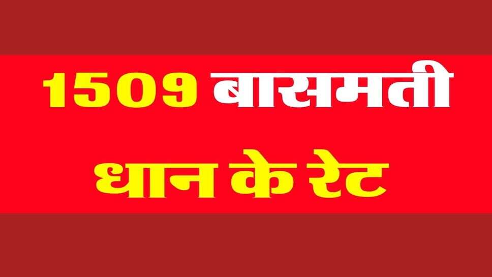 1509 Dhan price : 1509 धान की कीमतों में रौनक, कंबाइन और हाथ वाली के भाव में&nbsp;600 रुपये का अंतर