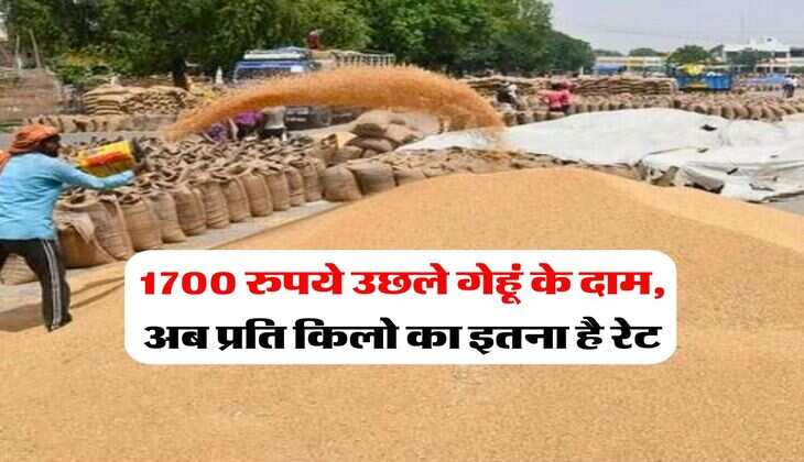 Wheat Rate Hike : 1700 रुपये उछले गेहूं के दाम, अब प्रति किलो का इतना है रेट