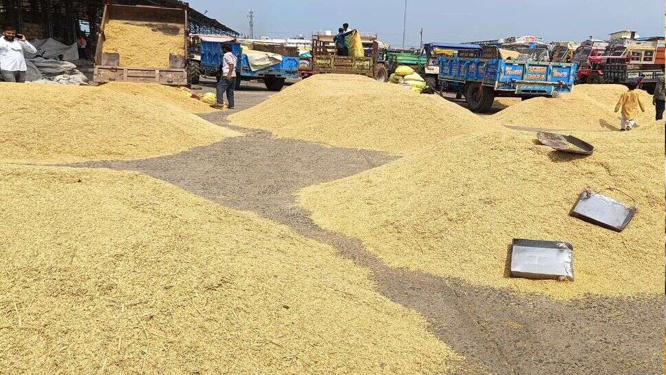 Dhan Mandi Bhav today: धान 1509 के नए भाव जारी, देखें हरियाणा, UP का रेट