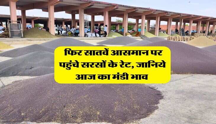 Sarso Mandi Rate : फिर सातवें आसमान पर पहुंचे सरसों के रेट, जानिये आज का मंडी भाव 
