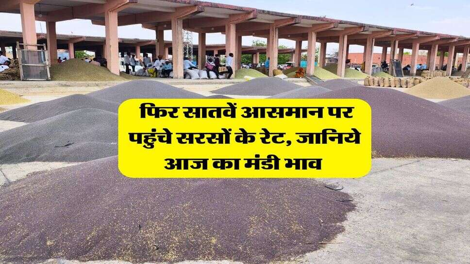 Sarso Mandi Rate : फिर सातवें आसमान पर पहुंचे सरसों के रेट, जानिये आज का मंडी भाव&nbsp;