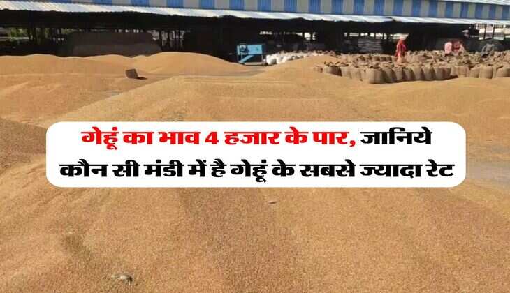 gehu ka bhav : गेहूं का भाव 4 हजार के पार, जानिये कौन सी मंडी में है गेहूं के सबसे ज्यादा रेट