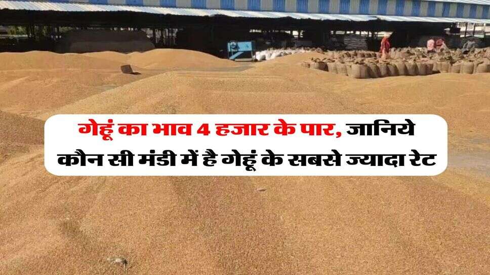 gehu ka bhav : गेहूं का भाव 4 हजार के पार, जानिये कौन सी मंडी में है गेहूं के सबसे ज्यादा रेट