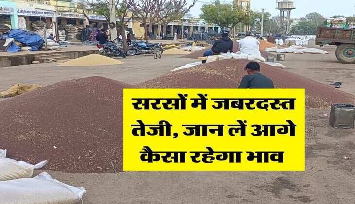 Sarso Mandi Rate : सरसों में जबरदस्त तेजी, जान लें आगे कैसा रहेगा भाव&nbsp;