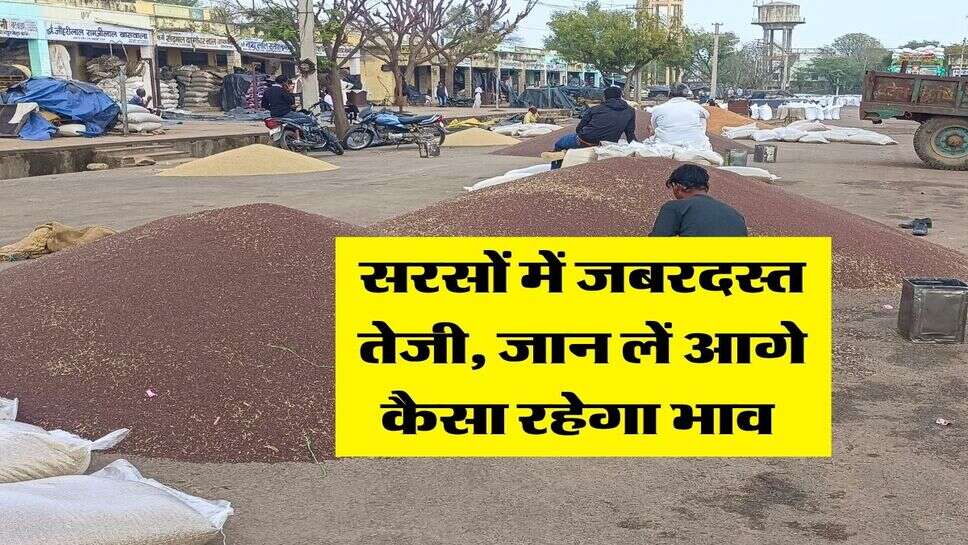 Sarso Mandi Rate : सरसों में जबरदस्त तेजी, जान लें आगे कैसा रहेगा भाव&nbsp;