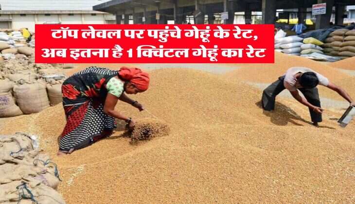 Gehu ka Bhav : टॉप लेवल पर पहुंचे गेहूं के रेट, अब इतना है 1 क्विंटल गेहूं का रेट