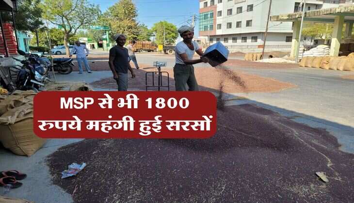 sarso ka Bhav : MSP से भी 1800 रुपये महंगी हुई सरसों