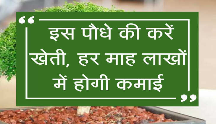 Agriculture News: इस पौधे की करें खेती, हर माह लाखों में होगी कमाई