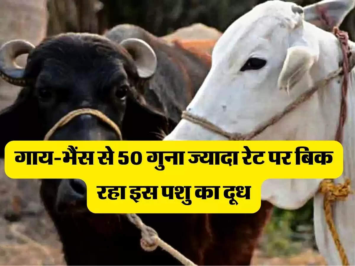 Milk Rate : गाय भैंस से 50 गुना ज्यादा रेट पर बिक रहा इस पशु का दूध, 3000 रुपये किलो पहुंची कीमत
