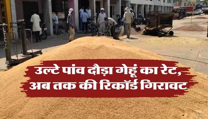 wheat price down : उल्टे पांव दौड़ा गेहूं का रेट, अब तक की रिकॉर्ड गिरावट