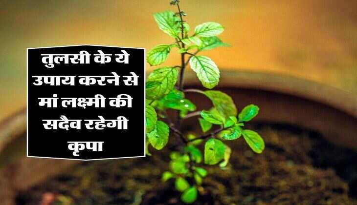 Tulsi Tips: तुलसी के ये उपाय करने से मां लक्ष्मी की सदैव रहेगी कृपा, कभी नहीं होगी धन की कमी