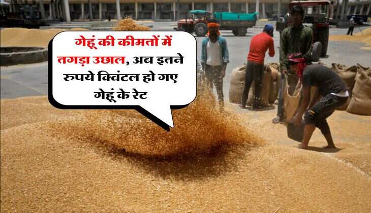 wheat price 07 july 2025 : गेहूं की कीमतों में तगड़ा उछाल, अब इतने रुपये क्विंटल हो गए गेहूं के रेट