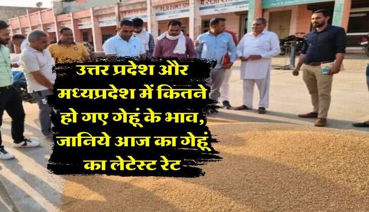 wheat price today : उत्तर प्रदेश और मध्यप्रदेश में कितने हो गए गेहूं के भाव, जानिये आज का गेहूं का लेटेस्ट रेट