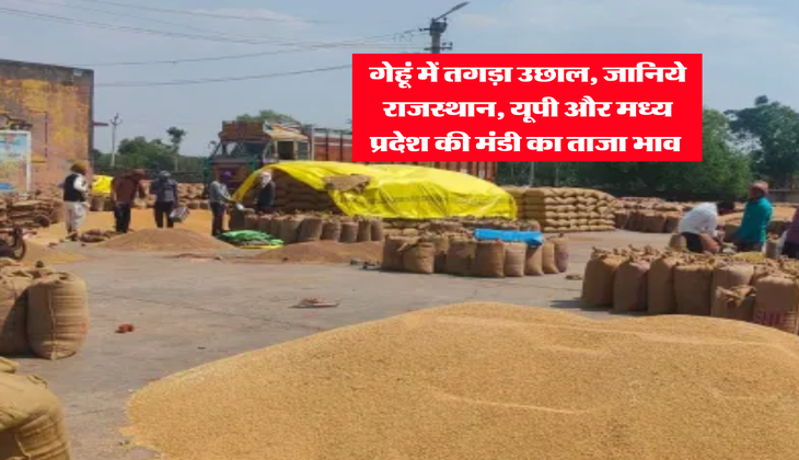 Wheat Rate : गेहूं में तगड़ा उछाल, जानिये राजस्थान, यूपी और मध्य प्रदेश की मंडी का ताजा भाव 