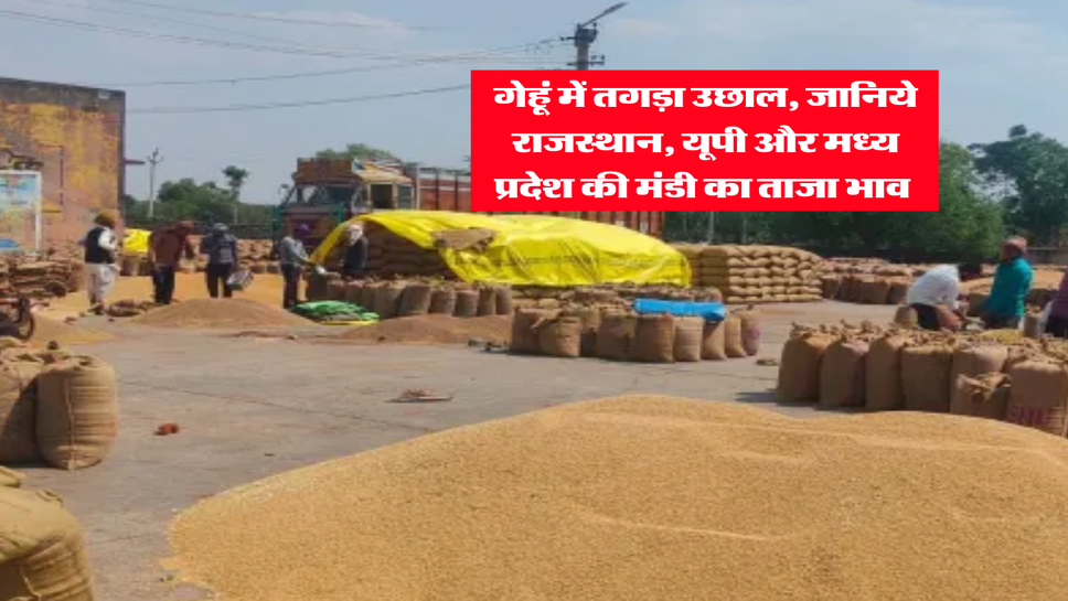 Wheat Rate : गेहूं में तगड़ा उछाल, जानिये राजस्थान, यूपी और मध्य प्रदेश की मंडी का ताजा भाव&nbsp;