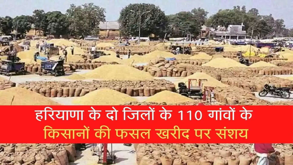 Wheat in haryana purchase: Doubt on the purchase of crops of 110 villages of two districts of Haryana