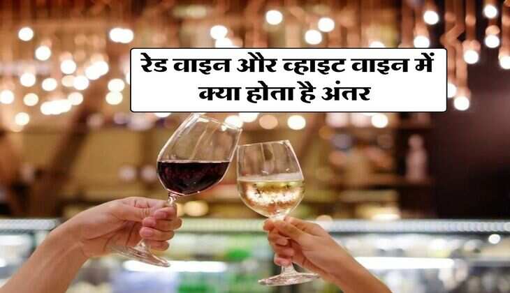 Wine : रेड वाइन और व्हाइट वाइन में क्या होता है अंतर, पीने वालों को भी नहीं है जानकारी