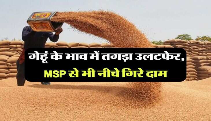 Wheat Price Down : गेहूं के भाव में तगड़ा उलटफेर, MSP से भी नीचे गिरे दाम