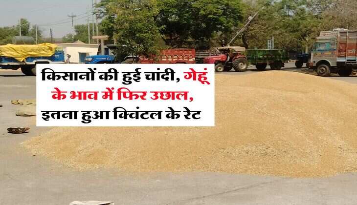 Wheat Rate 2025 : किसानों की हुई चांदी, गेहूं के भाव में फिर उछाल, इतना हुआ क्विंटल के रेट 