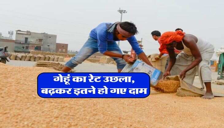 Gehu Bhav toiday : गेहूं का रेट उछला, बढ़कर इतने हो गए दाम