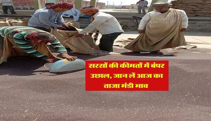 Mandi Bhav : सरसों की कीमतों में बंपर उछाल, जान लें आज का ताजा मंडी भाव&nbsp;