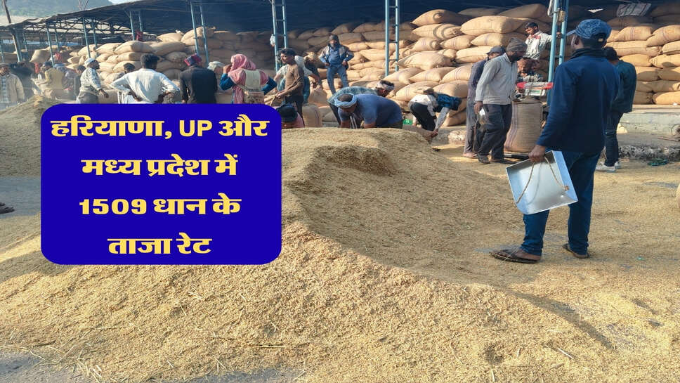 1509 Paddy Rate:&nbsp;धान के भावों में उछाल, जानिए हरियाणा, UP और मध्य प्रदेश में 1509 धान के ताजा रेट