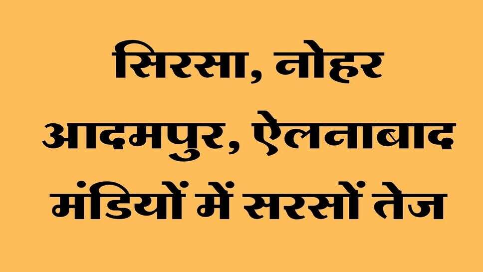Mandi Bhav: सिरसा, नोहर आदमपुर, ऐलनाबाद मंडियों में सरसों तेज, नरमे के भाव स्थिर