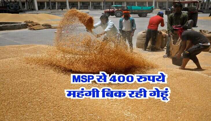 wheat rate today : MSP से 400 रुपये महंगी बिक रही गेहूं