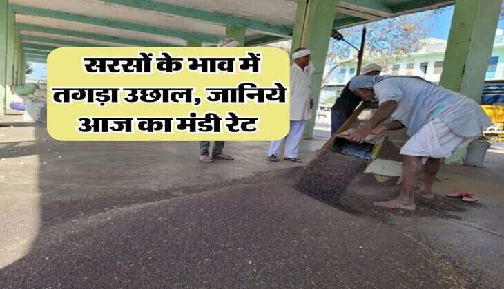 Sarso Rate Hike : सरसों के भाव में तगड़ा उछाल, जानिये आज का मंडी रेट 