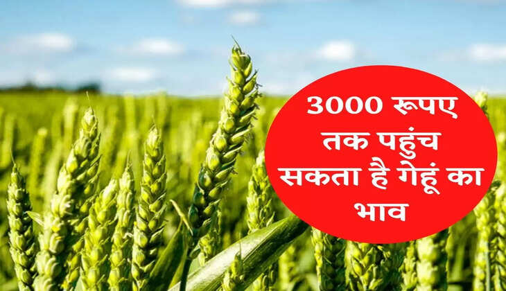 Wheat Price Hike 3000 रूपए तक पहुंच सकता है गेहूं का भाव, जानिए वजह
