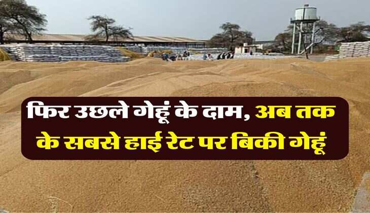 gehu ka bhav 30 july 2025 : फिर उछले गेहूं के दाम, अब तक के सबसे हाई रेट पर बिकी गेहूं