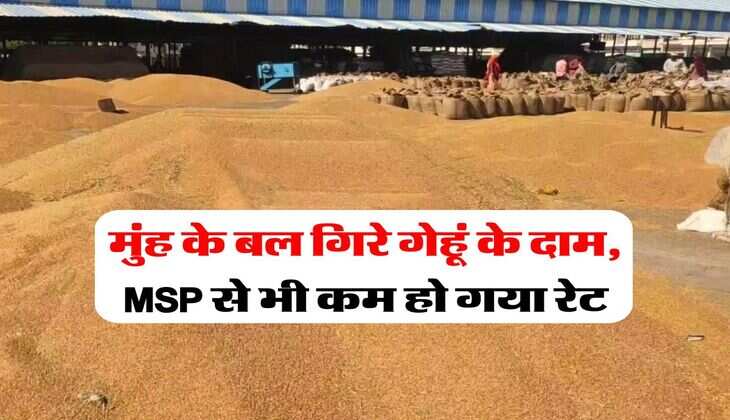 Wheat Rate Down : मुंह के बल गिरे गेहूं के दाम, MSP से भी कम हो गया रेट
