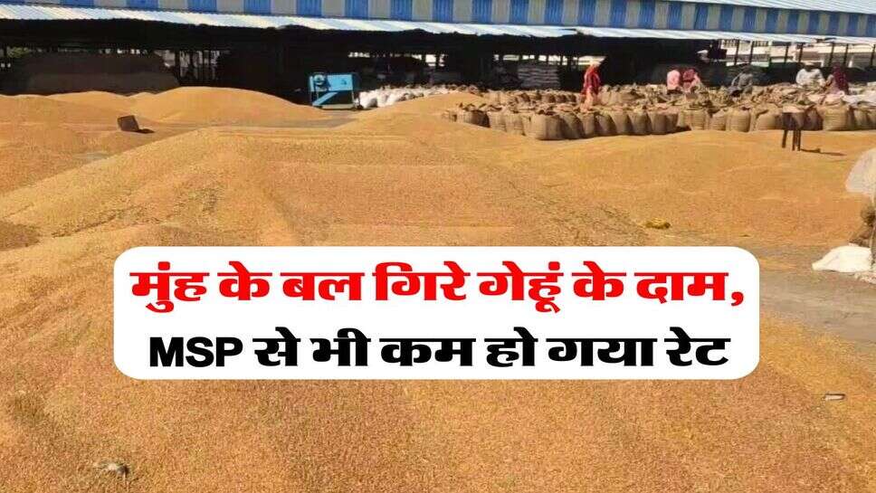 Wheat Rate Down : मुंह के बल गिरे गेहूं के दाम, MSP से भी कम हो गया रेट