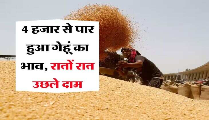 Wheat Price Hike : 4 हजार से पार हुआ गेहूं का भाव, रातों रात उछले दाम