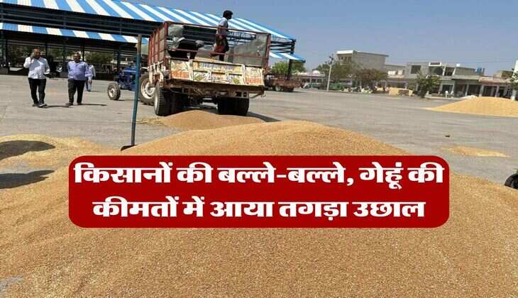 Wheat Rate Hike : किसानों की बल्ले-बल्ले, गेहूं की कीमतों में आया तगड़ा उछाल