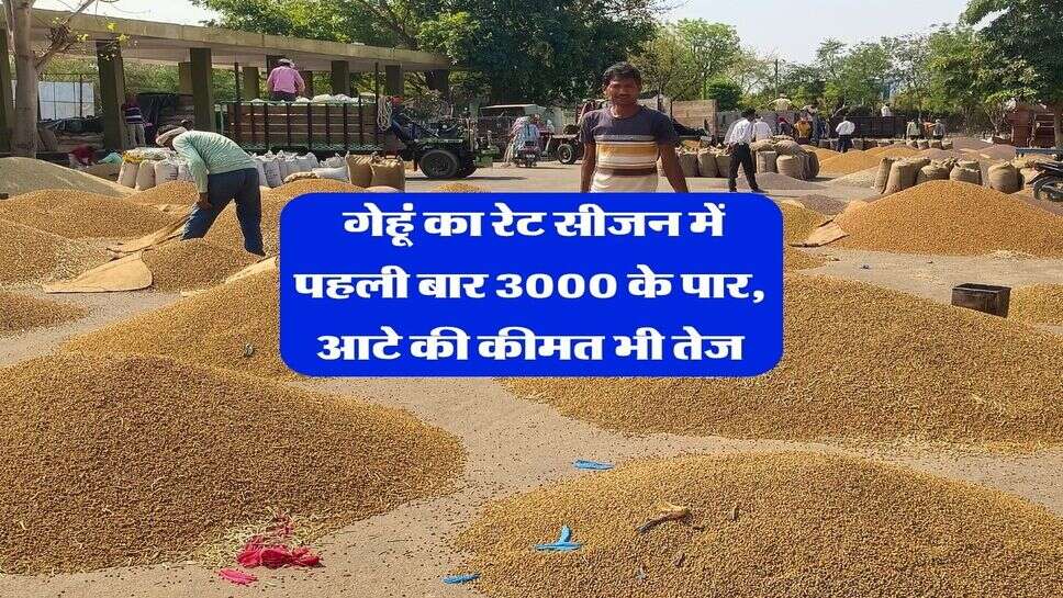 gehu ka rate 2026 : गेहूं का रेट सीजन में पहली बार 3000 के पार, आटे की कीमत भी तेज