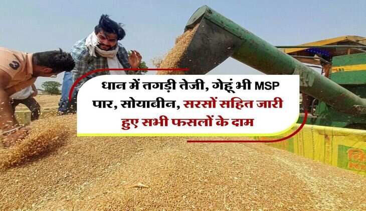 Kota Mandi Bhav : धान में तगड़ी तेजी, गेहूं भी MSP पार, सोयाबीन, सरसों सहित जारी हुए सभी फसलों के दाम