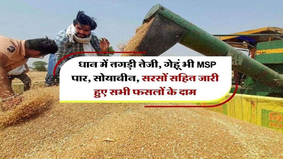 Kota Mandi Bhav : धान में तगड़ी तेजी, गेहूं भी MSP पार, सोयाबीन, सरसों सहित जारी हुए सभी फसलों के दाम