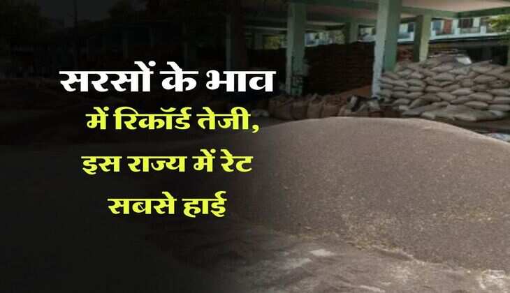sarso ka bhav 8 august 2025 : सरसों के भाव में रिकॉर्ड तेजी, इस राज्य में रेट सबसे हाई