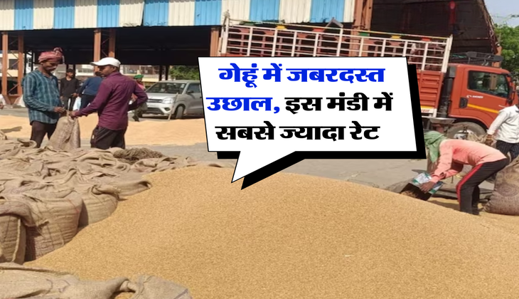 Gehu Ka Bhav : गेहूं में जबरदस्त उछाल, इस मंडी में सबसे ज्यादा रेट&nbsp;