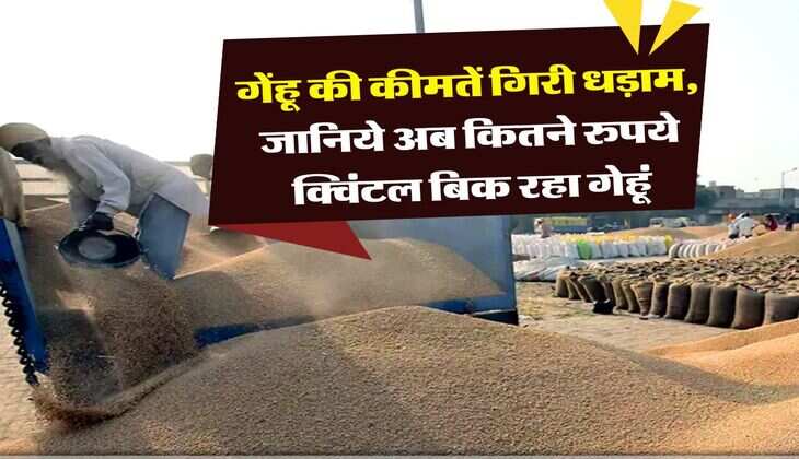 wheat price today : गेंहू की कीमतें गिरी धड़ाम, जानिये अब कितने रुपये क्विंटल बिक रहा गेहूं