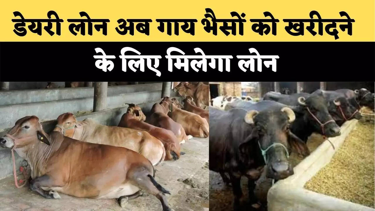 डेयरी लोन ( Dairy Loan Schemes) अब गाय भैसों को खरीदने के लिए मिलेगा लोन, जानिए क्या है प्रोसेस