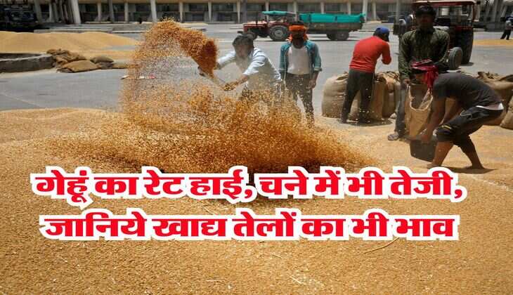 Mandi Bhav 21 July 2025 : गेहूं का रेट हाई, चने में भी तेजी, जानिये खाद्य तेलों का भी भाव