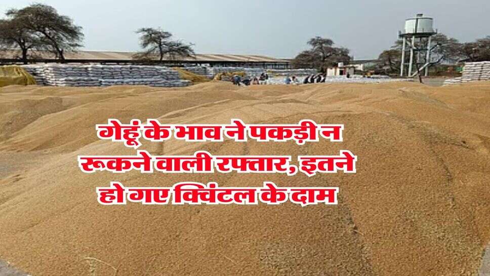 Wheat Rate Hike : गेहूं के भाव ने पकड़ी न रूकने वाली रफ्तार, इतने हो गए क्विंटल के दाम