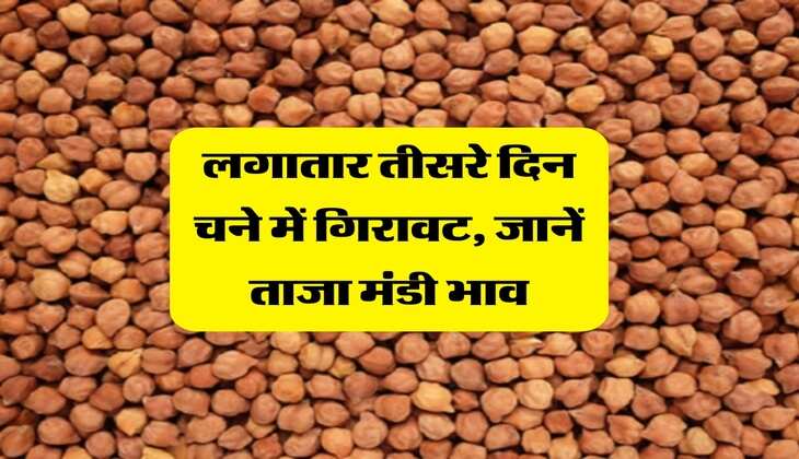 chana mandi rate : लगातार तीसरे दिन चने में गिरावट, जानें ताजा मंडी भाव