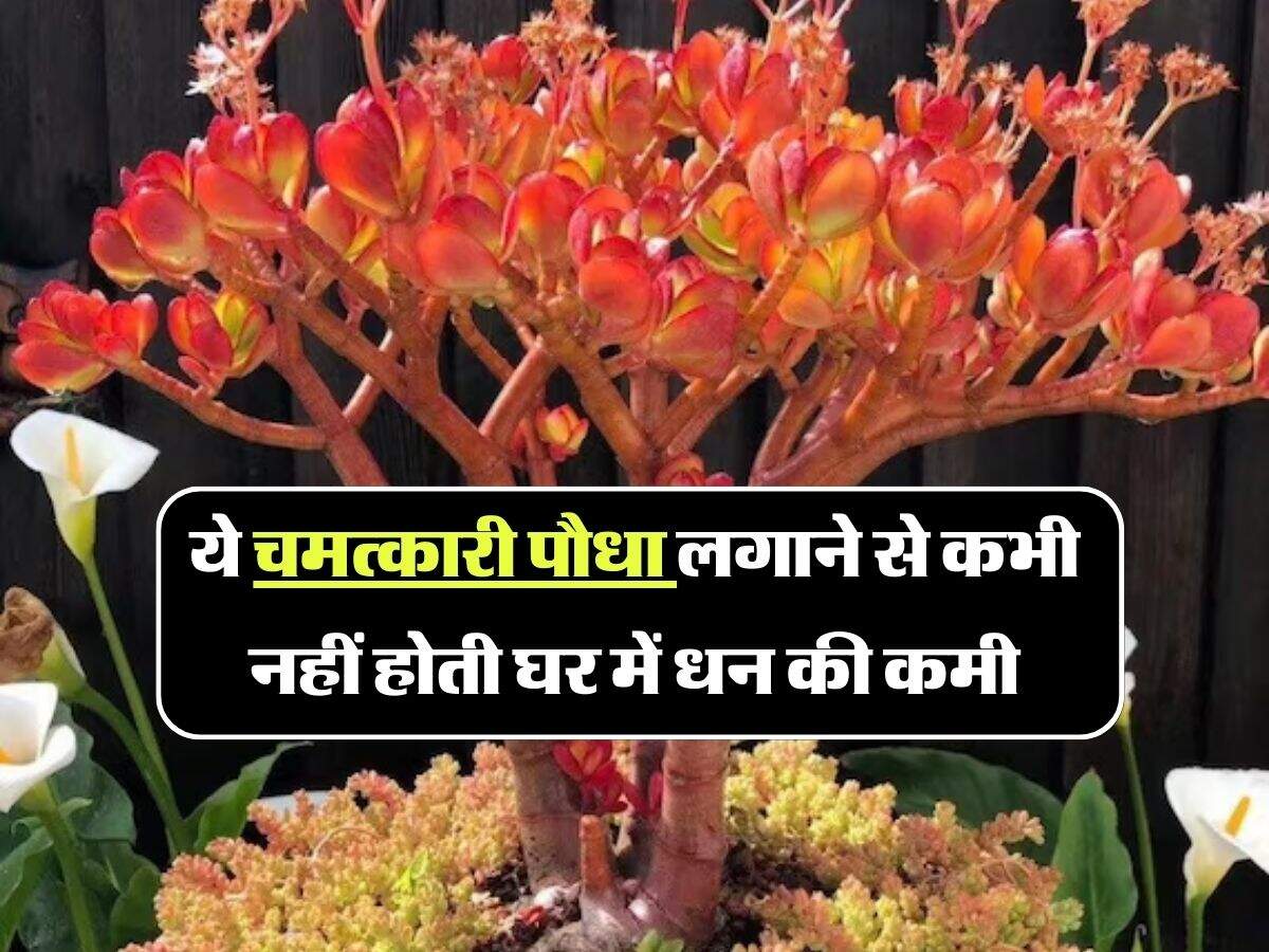 vastu tips: ये चमत्कारी पौधा लगाने से कभी नहीं होती घर में धन की कमी, इसके आगे मनी प्लांट भी फेल