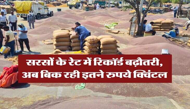 Sarso price hike : सरसों के रेट में रिकॉर्ड बढ़ौतरी, अब बिक रही इतने रुपये क्विंटल