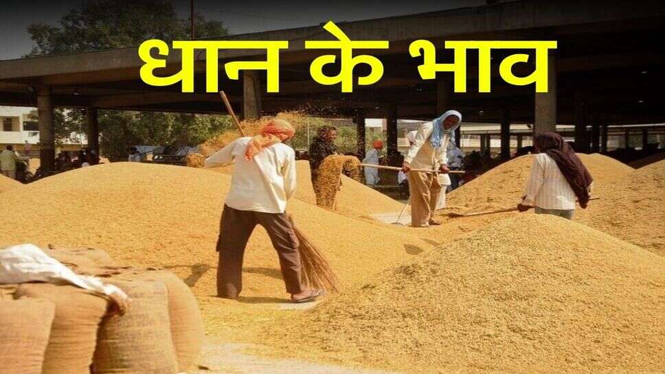 Paddy 1509 Rate Today: धान के भाव 4050 रुपए तक पहुंचे, देखें प्रमुख सभी मंडियों के ताजा भाव
